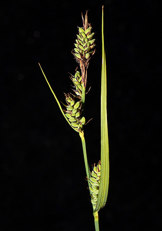 Buxbaum's Sedge, Carex buxbaumii, Crawford County, Ohio, May 29, 2020