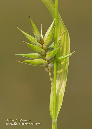 Long-fruited Sedge, Carex folliculata, Dolly Sods, Tucker County, West Virginia, August 22, 2021 (62)