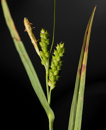 Meadow Sedge, Carex granularis, Erie County, Ohio, May 29, 2020