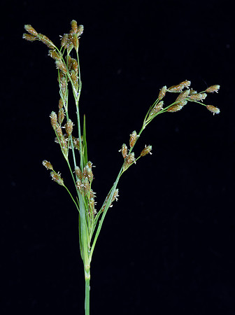 Drooping Bulrush, Scirpus pendulus, Logan County, Ohio, June 13, 2020