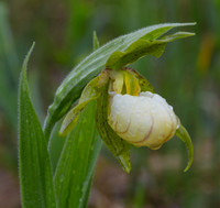 White Lady's-slipper, Cypripedium candidum, Erie County, Ohio, May 18, 2019