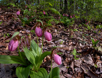 Pink Lady's-slipper, Cypripedium acaule, Scioto County, Ohio, May 5, 2021 (55)