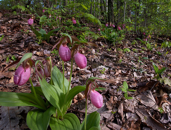 Pink Lady's-slipper, Cypripedium acaule, Scioto County, Ohio, May 5, 2021 (55)