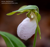 Pink Lady's=slipper, Cypripedium acaule, white-flowered form, Scioto County, Ohio, May 5, 2021 (1)