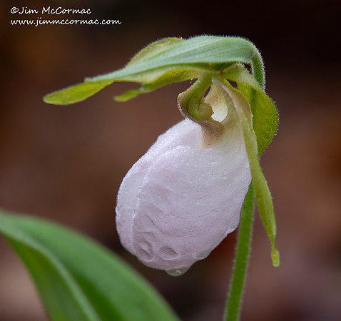 Pink Lady's=slipper, Cypripedium acaule, white-flowered form, Scioto County, Ohio, May 5, 2021 (1)