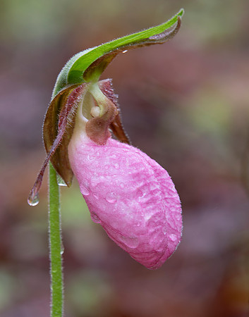 Pink Lady's-slipper, Cypripedium acaule, Scioto County, Ohio, May 5, 2021 (4)
