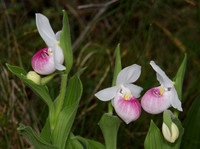Showy Lady's-slipper, Cypripedium reginae, Champaign County, Ohio, June 2, 2016