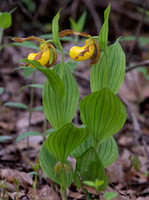 Large Yellow Lady's-slipper, Cypripedium parviflorum, Scioto County, Ohio, May 5, 2021 (38)