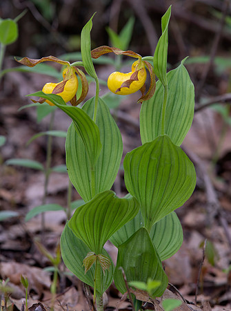 Large Yellow Lady's-slipper, Cypripedium parviflorum, Scioto County, Ohio, May 5, 2021 (38)