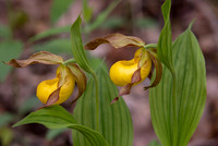 Large Yellow Lady's-slipper, Cypripedium parviflorum, Scioto County, Ohio, May 5, 2021 (39)