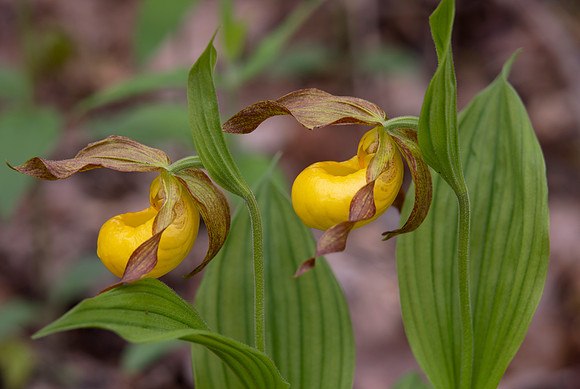 Large Yellow Lady's-slipper, Cypripedium parviflorum, Scioto County, Ohio, May 5, 2021 (39)