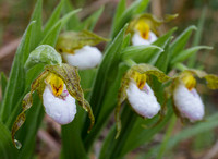 White Lady's-slipper, Cypripedium candidum, Erie County, Ohio, May 13, 2019