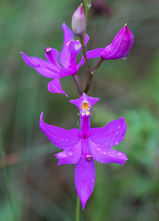 Grass-pink Orchid, Calopogon tuberosus, Champaign County, Ohio, June 20, 2019