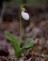 Pink Lady's-slipper, Cypripedium acaule, white-flowered form, Scioto County, Ohio, May 5, 2021