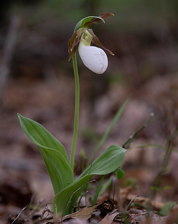Pink Lady's-slipper, Cypripedium acaule, white-flowered form, Scioto County, Ohio, May 5, 2021