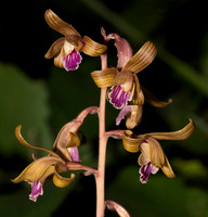 Crested Coralroot, Hexalectris spicata, Adams County, Ohio, August 4, 2018