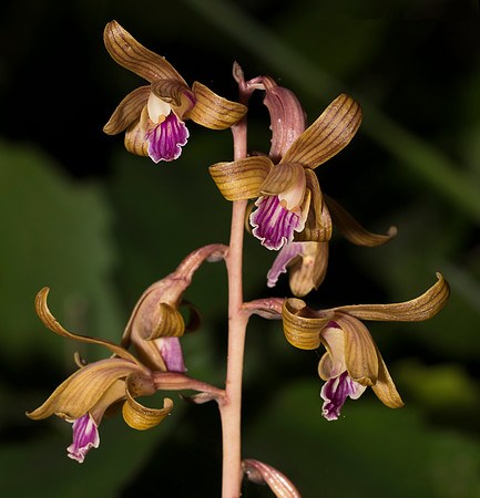 Crested Coralroot, Hexalectris spicata, Adams County, Ohio, August 4, 2018