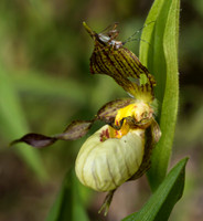 Lady's-slipper hybrid, Cypripedium x andrewsii, Erie County, Ohio, May 16, 2017