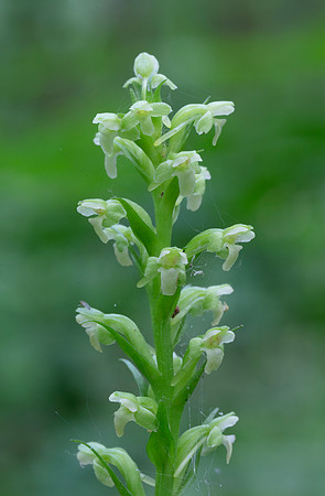 Tubercled Rein Orchid, Platanthera flava, Hardin County, Ohio, June 18, 2020
