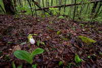 Pink Lady's-slipper, Cypripedium acaule, white-flowered form, Scioto County, Ohio, May 5, 2021 (9)