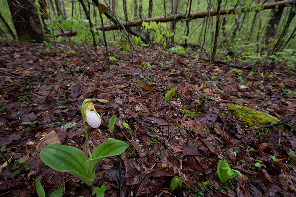 Pink Lady's-slipper, Cypripedium acaule, white-flowered form, Scioto County, Ohio, May 5, 2021 (9)