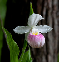 Showy Lady's-slipper, Cypripedium reginae, Champaign County, Ohio, June 4, 2020