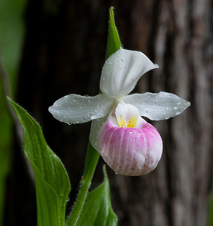 Showy Lady's-slipper, Cypripedium reginae, Champaign County, Ohio, June 4, 2020