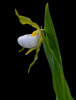 White Lady's-slipper, Cypripedium candidum, Erie County, Ohio, May 29, 2020