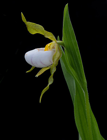 White Lady's-slipper, Cypripedium candidum, Erie County, Ohio, May 29, 2020