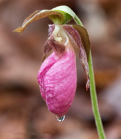Pink Lady's-slipper, Cypripedium acaule, West Virginia, May 5, 2016