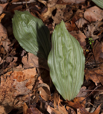 Putty-root, Aplectrum hyemale, winter leaves. Adams County, Ohio, March 2, 2019