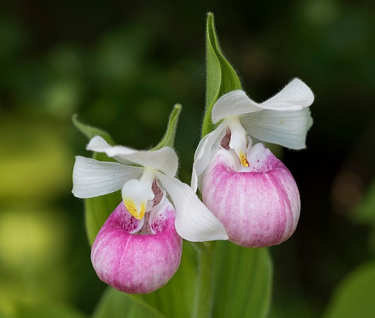 Showy Lady's-slipper, Cypripedium reginae, Champaign County, Ohio, June 2, 2019