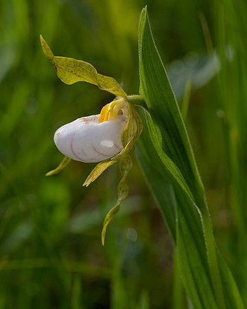 White Lady's-slipper, Cypripedium candidum, Erie County, Ohio, May 29, 2020 (2)