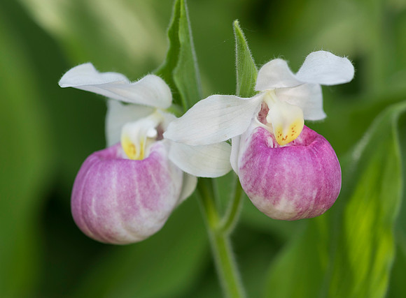 Showy Lady's-slipper, Cypripedium reginae, Champaign County, Ohio, June 12, 2019