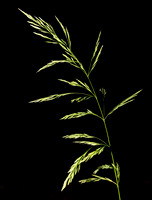 Wood Reed Grass, Cinna arundinacea, Lorain County, Ohio, September 5, 2019