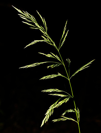 Wood Reed Grass, Cinna arundinacea, Lorain County, Ohio, September 5, 2019