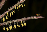 Grass Family (Poaceae)