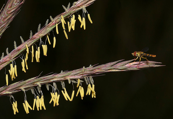 Big Bluestem, Andropogon gerardii, with syrphid fly, Warren Co., OH. August 30, 2019