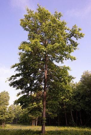 Pin Oak, Quercus palustris, Lucas County, Ohio, June 10, 2021 (3)