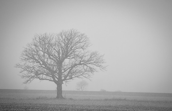 Oak in agricultural field, Delaware County, Ohio, January 17, 2021