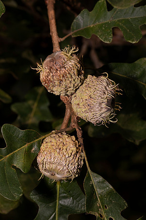 Bur Oak, Quercus macrocarpa, Hamilton County, Ohio, September 16, 2020