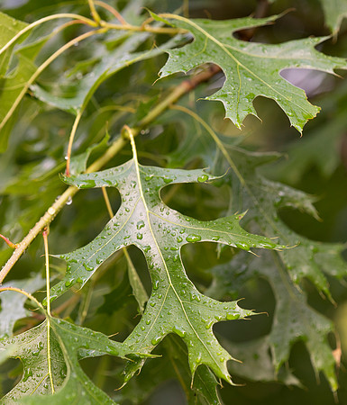 Pin Oak, Quercus palustris, Lucas County, Ohio, June 10, 2021 (1) copy