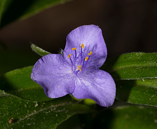 Zigzag Spiderwort, Tradescantia subaspera, Miami County, Ohio, July 10, 2018
