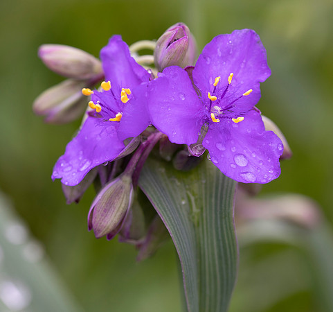 Ohio Spiderwort, Tradescantia ohioensis, Franklin County, Ohio, June 2, 2021 (9)