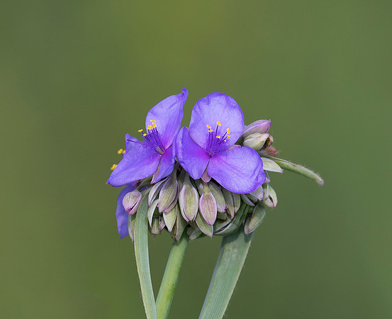 Ohio Spiderwort, Tradescantia ohioensis, Union County, Ohio, June 27, 2019