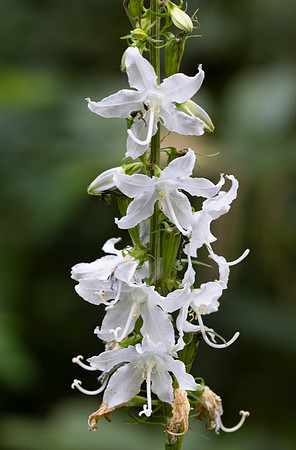 Tall Bellflower, Campanulastrum americana, (white-flowered form), Scioto County, Ohio, August 5, 2021 (52)