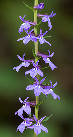 Downy Lobelia, Lobelia puberula, Scioto County, Ohio, August 24, 2019