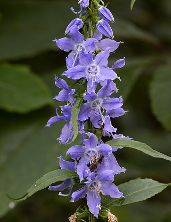 Tall Bellflower, Campanulastrum americanum, Scioto County, Ohio, August 5, 2021 (53)