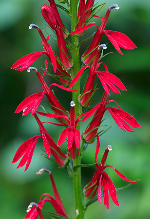 Cardinal-flower, Lobelia cardinalis, Scioto County, Ohio, August 1, 2019 (2)