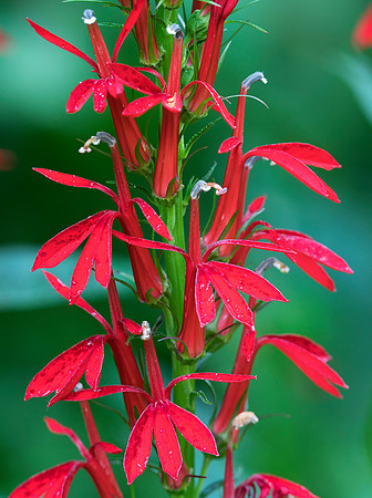 Cardinal-flower, Lobelia cardinalis, Scioto County, Ohio, August 1, 2019